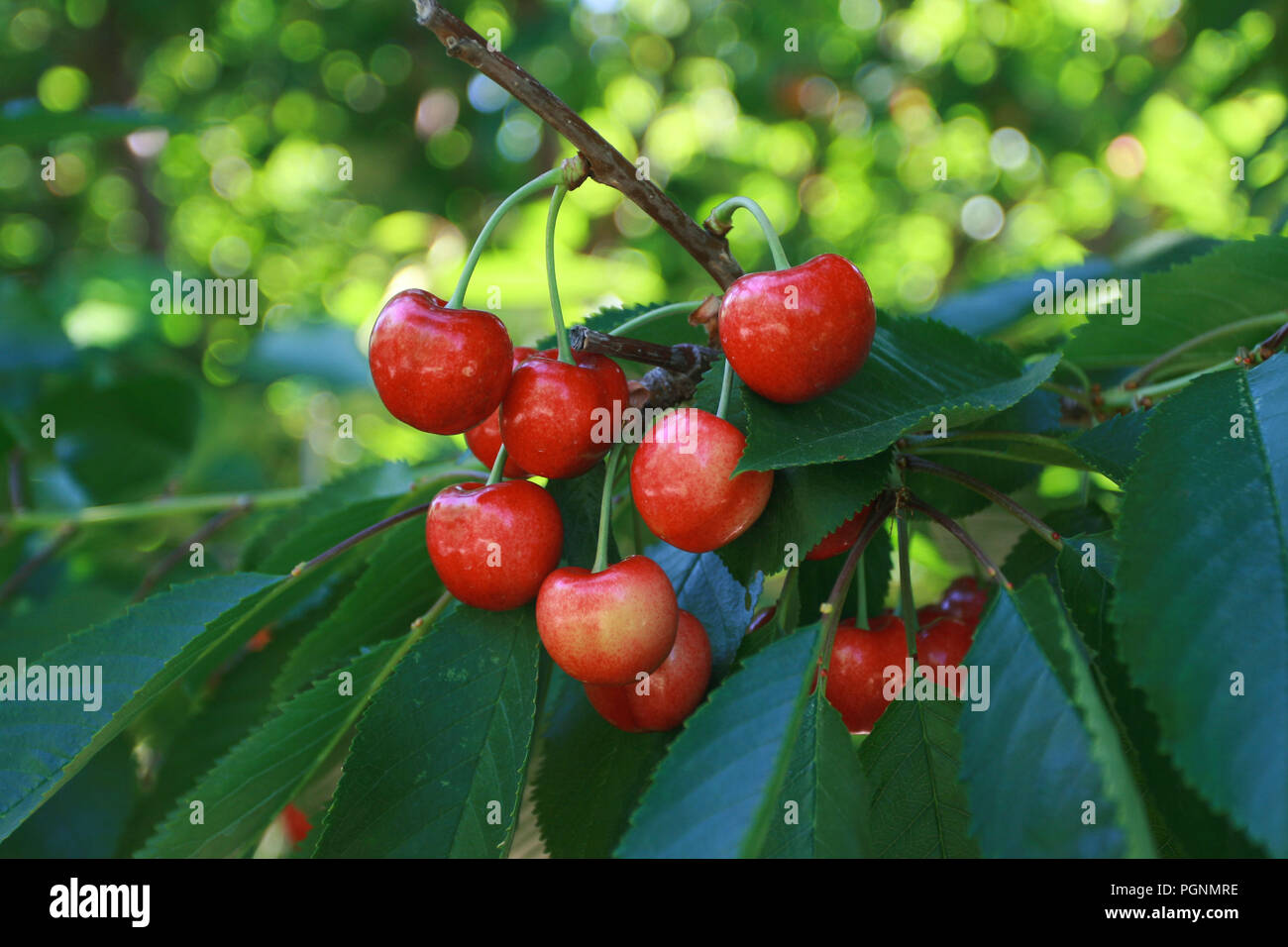 Ripe Rainier Cherries hanging from branch on tree Stock Photo