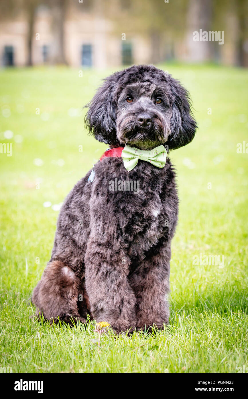 Black cockerpoo hi-res stock photography and images - Alamy