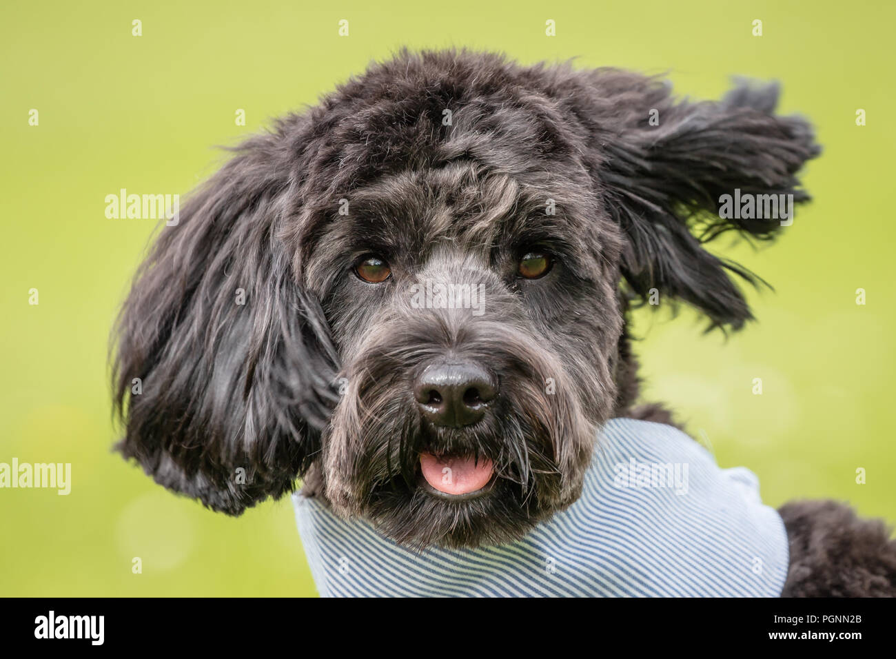 Black cockerpoo hi-res stock photography and images - Alamy
