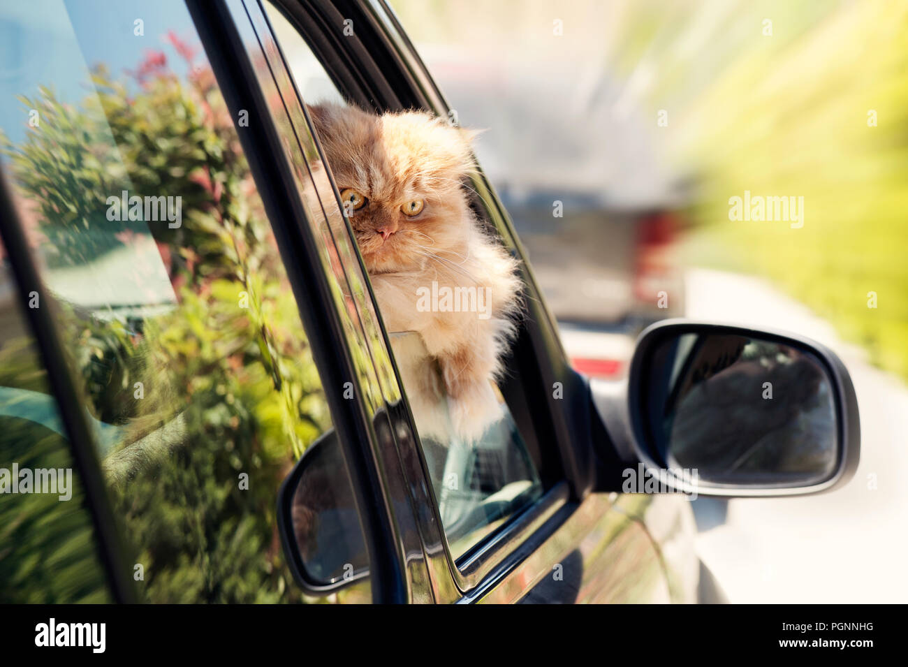 Persian cat looking out of car window Stock Photo