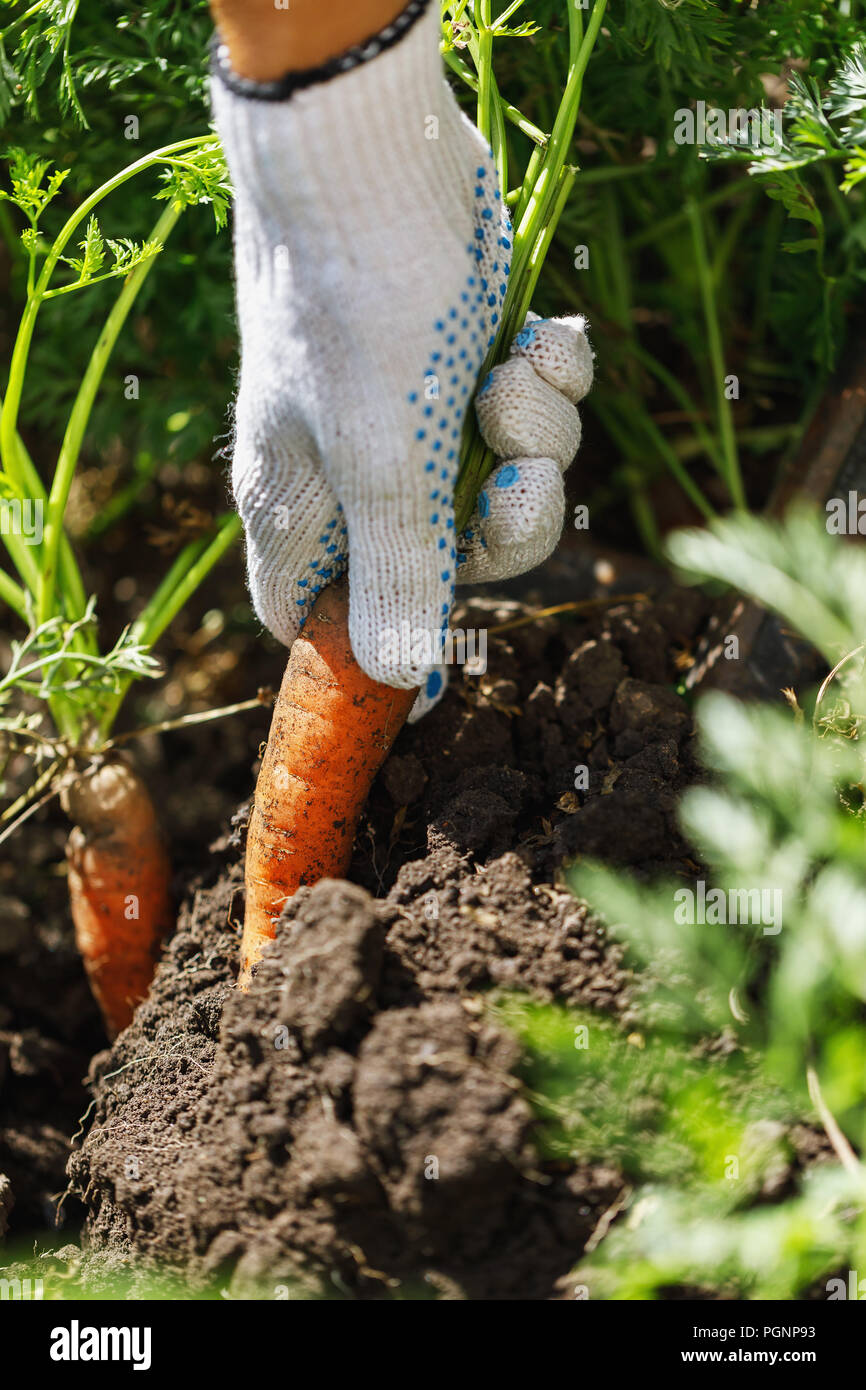 Ripe process hi-res stock photography and images - Alamy