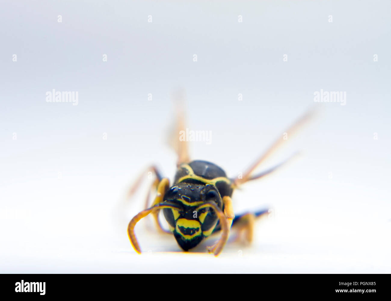 Wasp Vespidae macro photo, close-up isolated background. Stock Photo