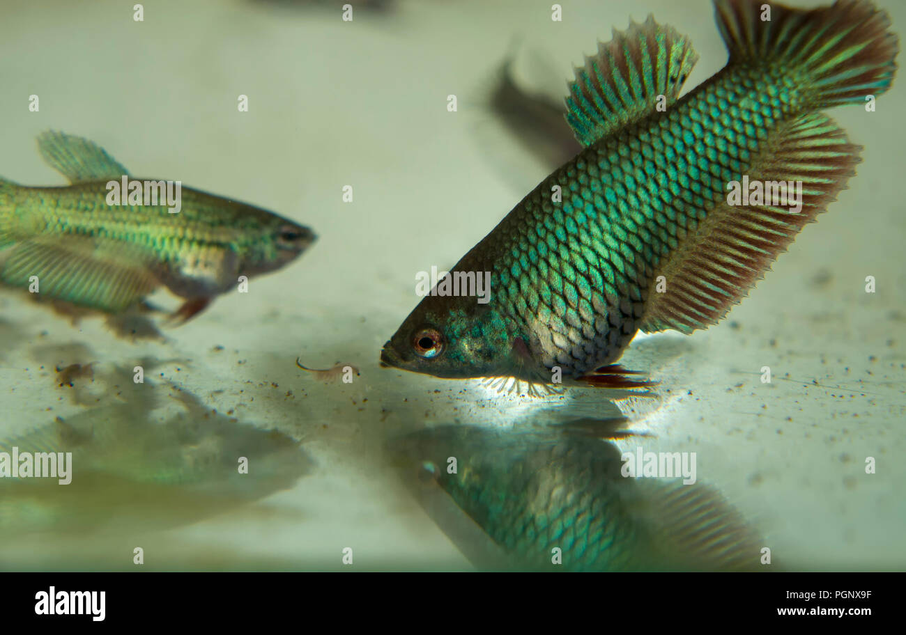 Feeding Baby Fighting Fish Betta Splendens Fishes in the Aquarium with Frozen Baby Brine Shrimp Stock Photo