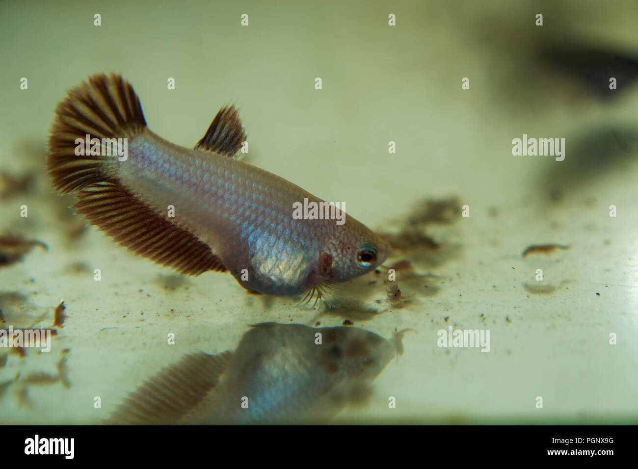 Feeding Baby Siamese Fighting Fish Betta Splendens in the Aquarium with Frozen Baby Brine Shrimp Stock Photo