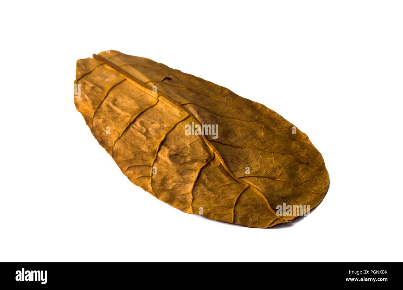 Dried catappa leaf. Terminalia catappa is a large tropical tree in the leadwood tree family, Combretaceae, that grows mainly in the tropical regions o Stock Photo