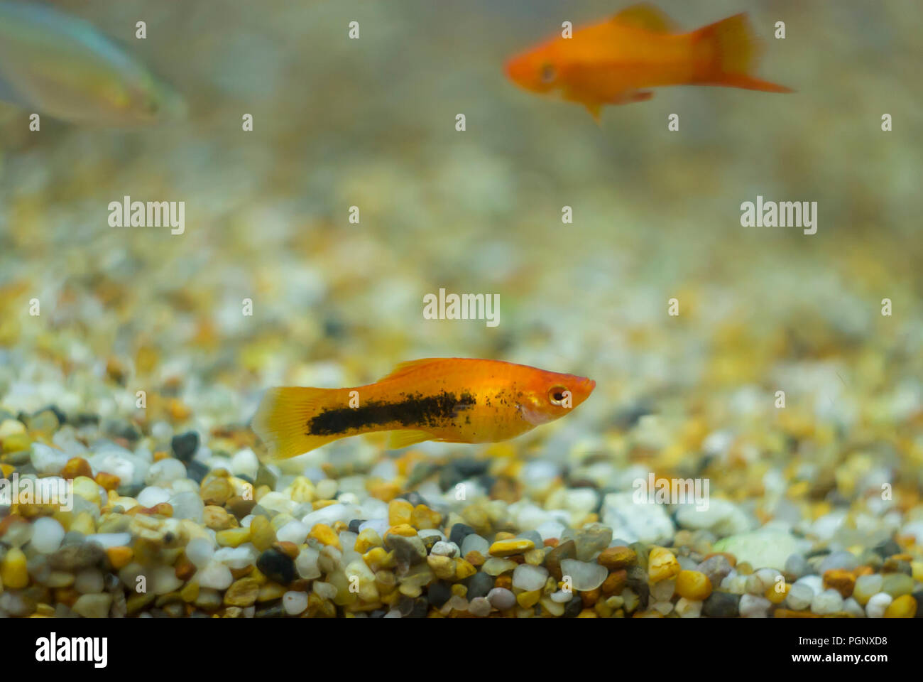 Colorful aquarium Molly fishes. They inhabit fresh water streams and coastal brackish and marine waters of Mexico. The wild-type fishes are dull, silv Stock Photo