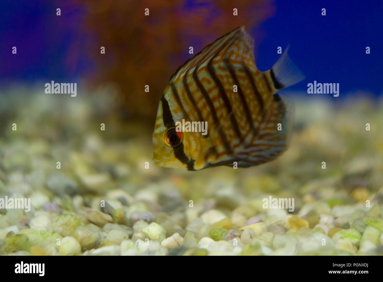 Discus fish in the aquarium. Discus are fish from the genus Symphysodon, which currently includes the species S. aequifasciatus, S. discus and S. tarz Stock Photo