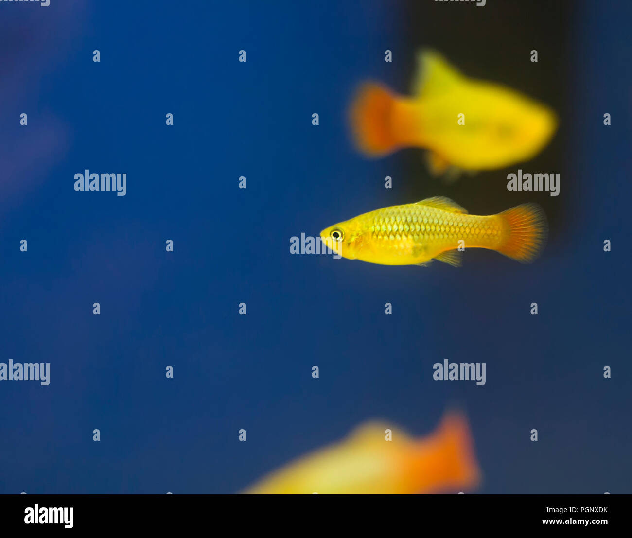 Southern platyfish, colorful aquarium fishes. The southern platyfish, common platy, or moonfish Xiphophorus maculatus is a species of freshwater fish  Stock Photo