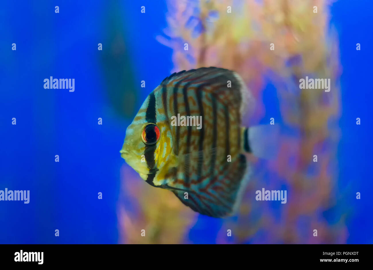 Discus fish in the aquarium.They are sometimes referred to as pompadour fish.Discus are fish from the genus Symphysodon, which currently includes the  Stock Photo