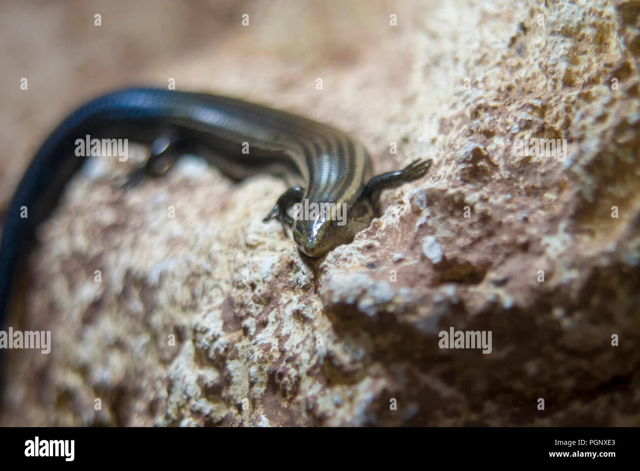 Gran Canaria skink close-up, shallow dof.The Gran Canaria skink (Chalcides  sexlineatus) is a species of skink in the Scincidae family which is endemic  Stock Photo - Alamy