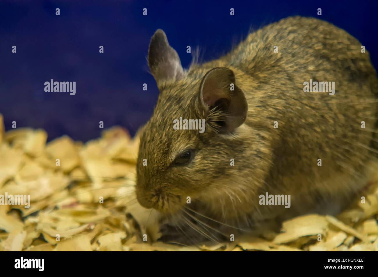 Degu close up, shallow dof.The common degu - Octodon degus - is a small caviomorph rodent endemic to the Chilean matorral ecoregion of central Chile. Stock Photo