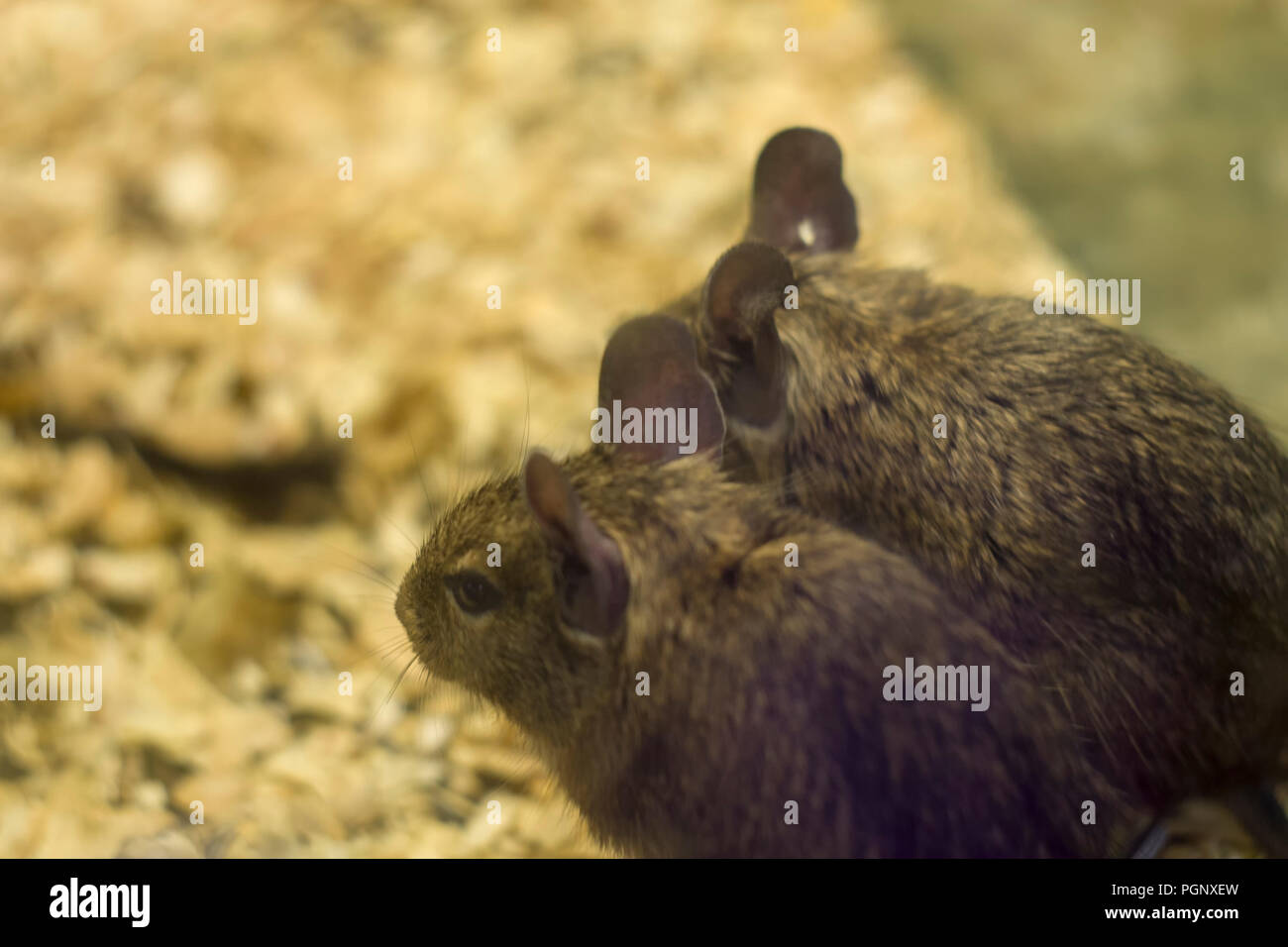 Degu close up, shallow dof.The name degu on its own indicates either the entire genus Octodon or, more likely, O. degus Stock Photo