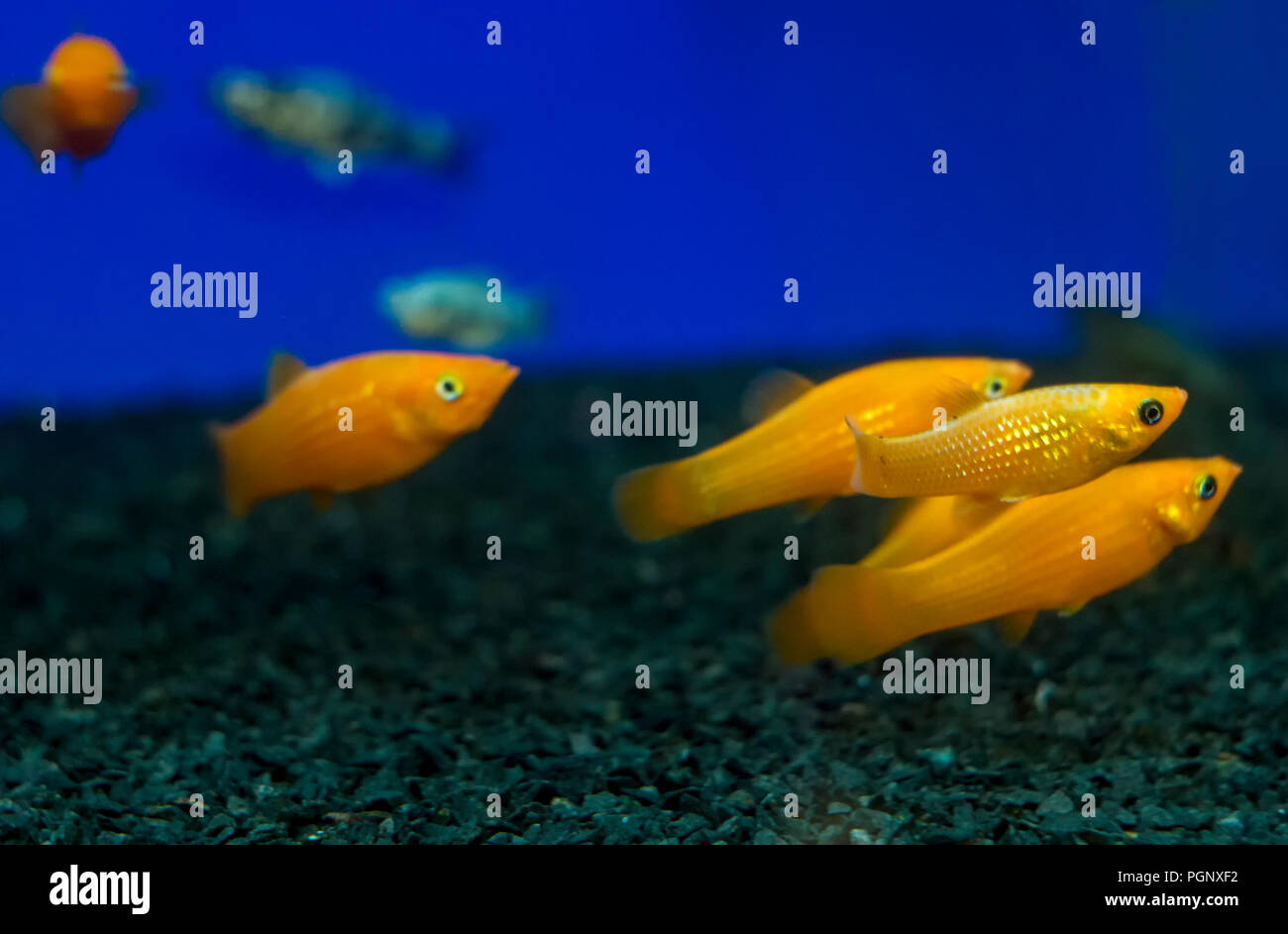 Colorful Gold, Yellow Molly Poecilia sphenops aquarium fishes. Shallow dof. Poecilia sphenops is a species of fish, of the genus Poecilia, known under Stock Photo
