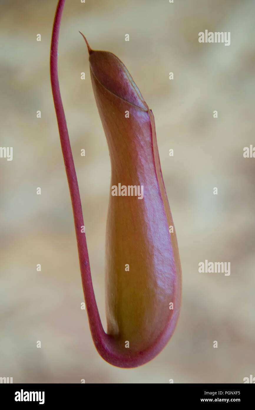 Nepenthes Tropical pitcher plants, close up macro. The genus Nepenthes ...