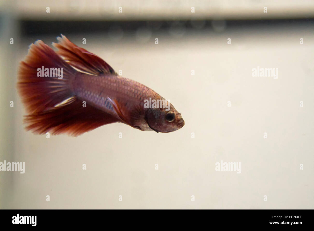 Siamese Fighting Fish Red Pink Halfmoon Betta Splendens. In the wild, betta spar for only a few minutes before one fish backs off. Stock Photo