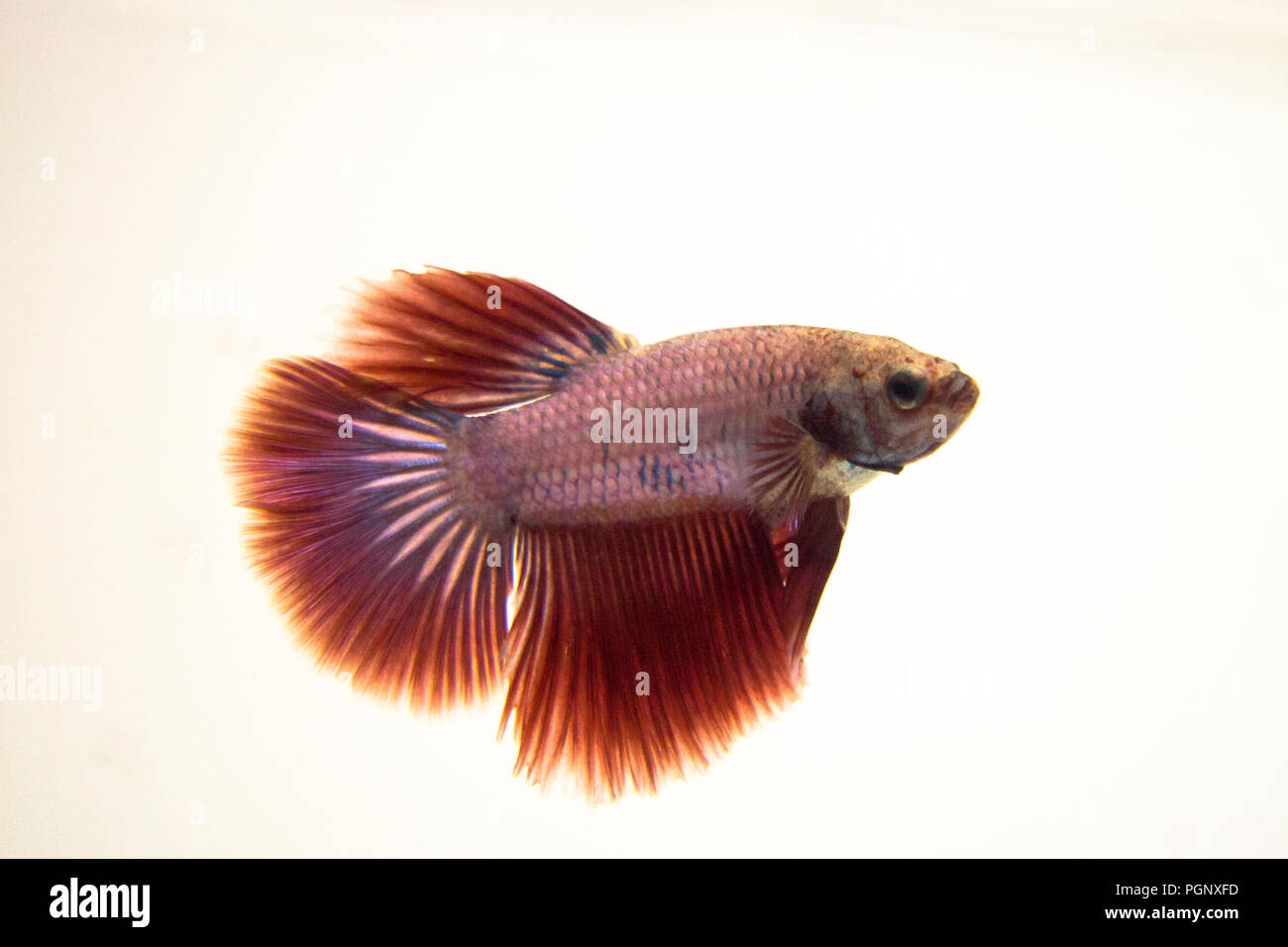 Siamese Fighting Fish Red Pink Halfmoon Betta Splendens. Bettas are also affected by the pH levels of the water. Ideal levels for Bettas would be at a Stock Photo