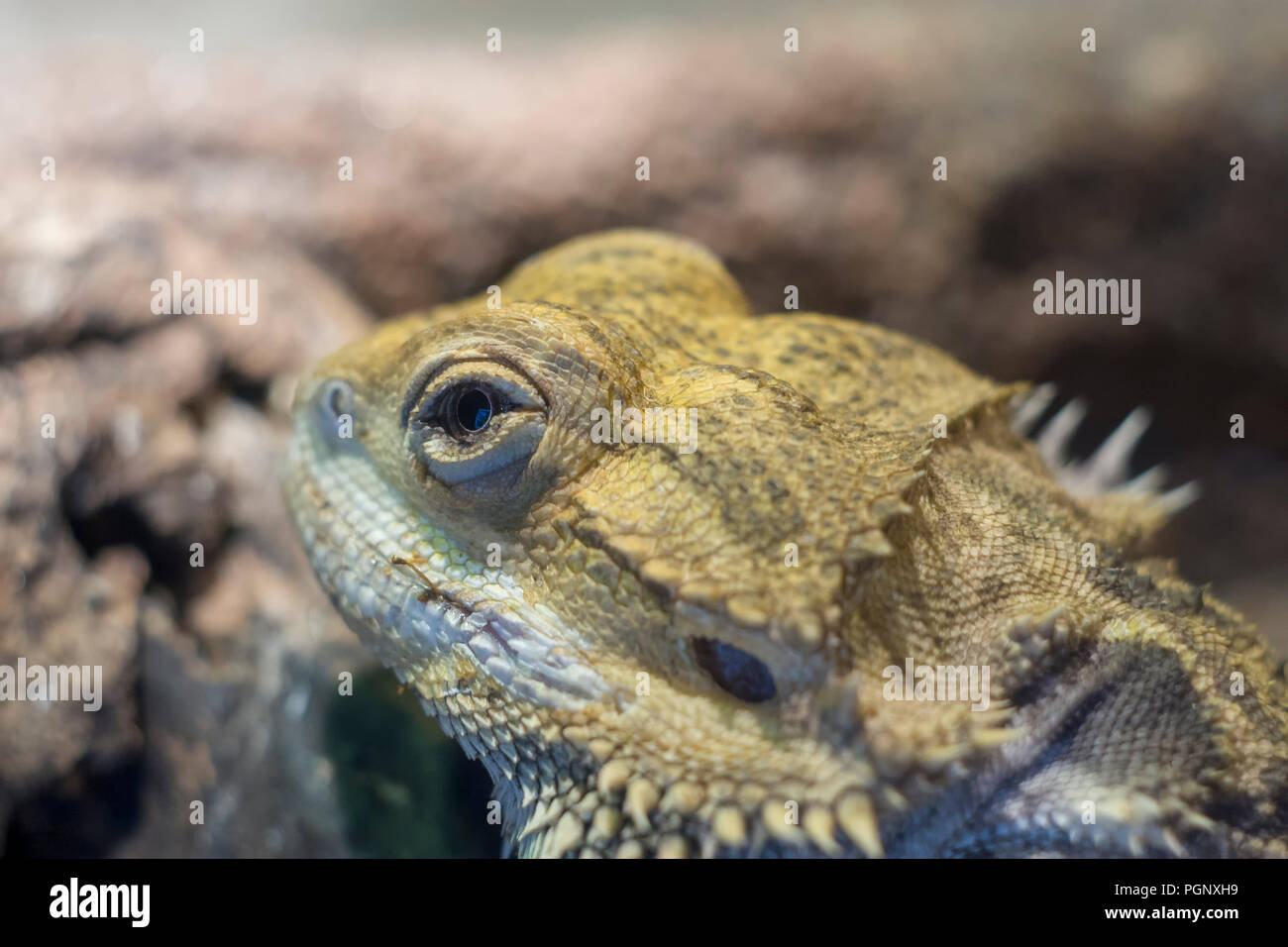 Bearded dragon, Pogona close up, shallow dof.Bearded dragons go through