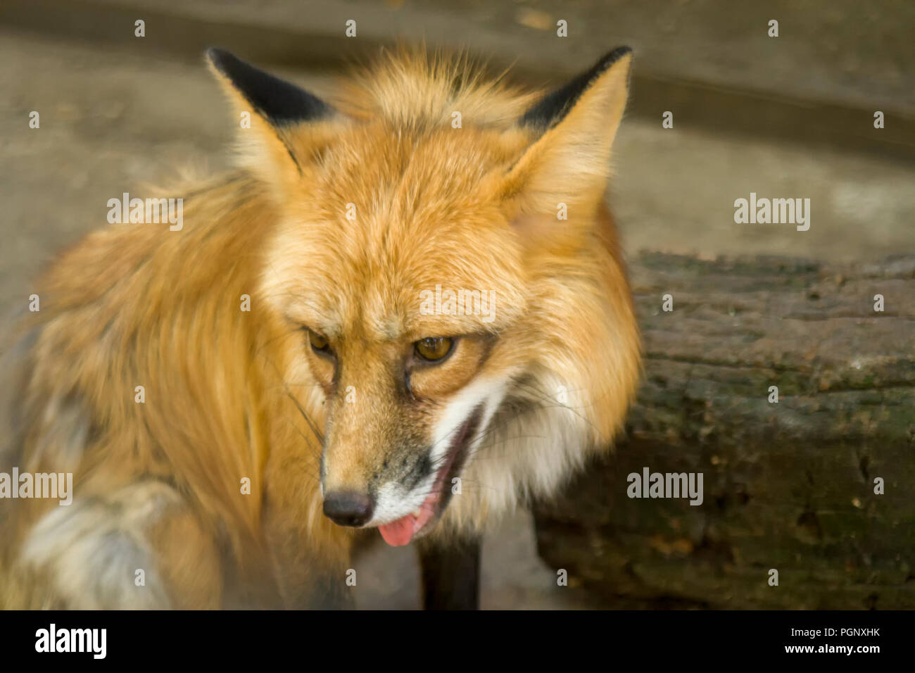 Fox close-up portrait. Foxes are small-to-medium-sized, omnivorous mammals belonging to several genera of the family Canidae. Foxes have a flattened s Stock Photo