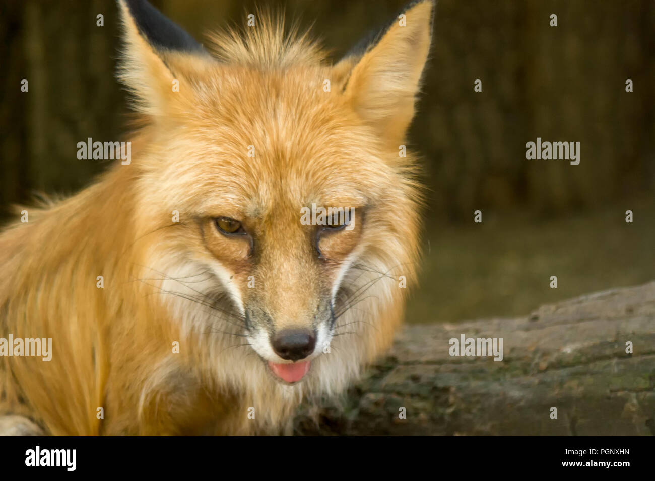 Fox close-up portrait. Foxes are small-to-medium-sized, omnivorous mammals belonging to several genera of the family Canidae. Foxes have a flattened s Stock Photo