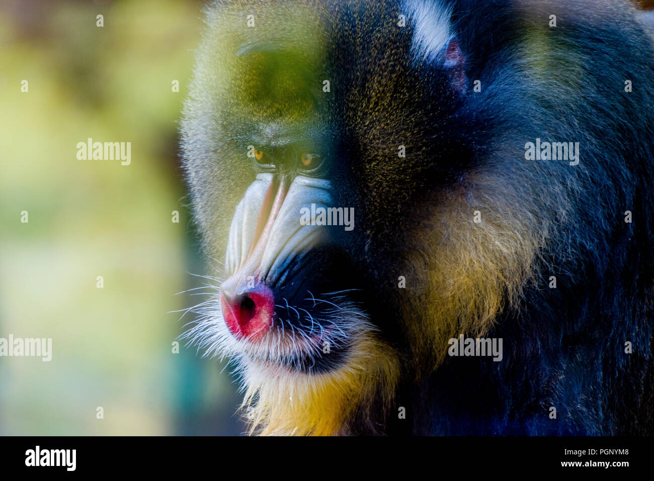 Arbor with eyes fixed on glass reflection - zoo Stock Photo