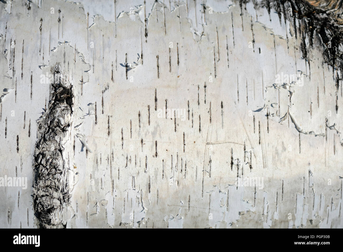 Birch tree bark as background and texture Stock Photo