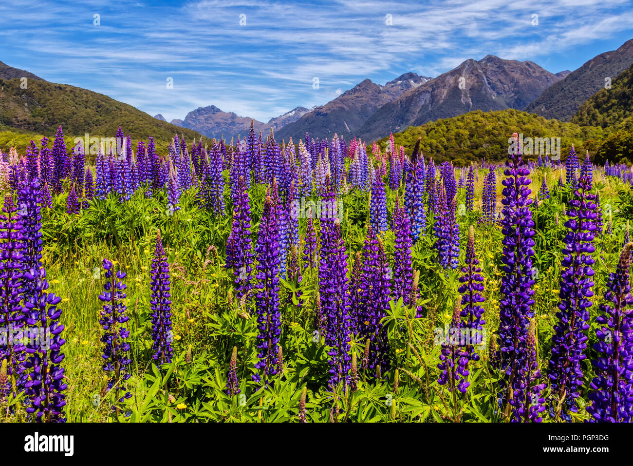 Lupine field in front of the Southern Alps in New Zealand. Stock Photo