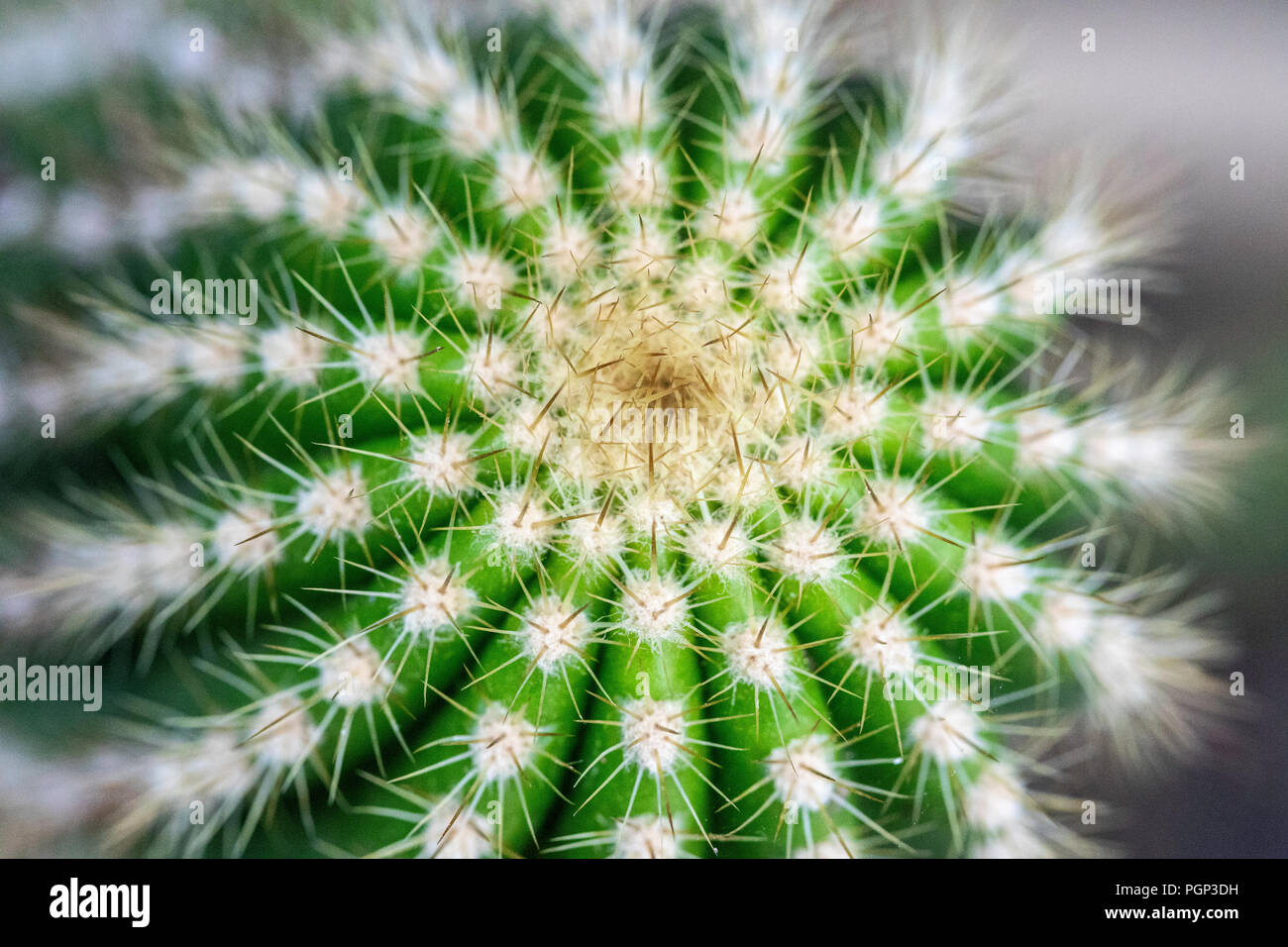 Cactus detail, top of cactus, close-up Stock Photo