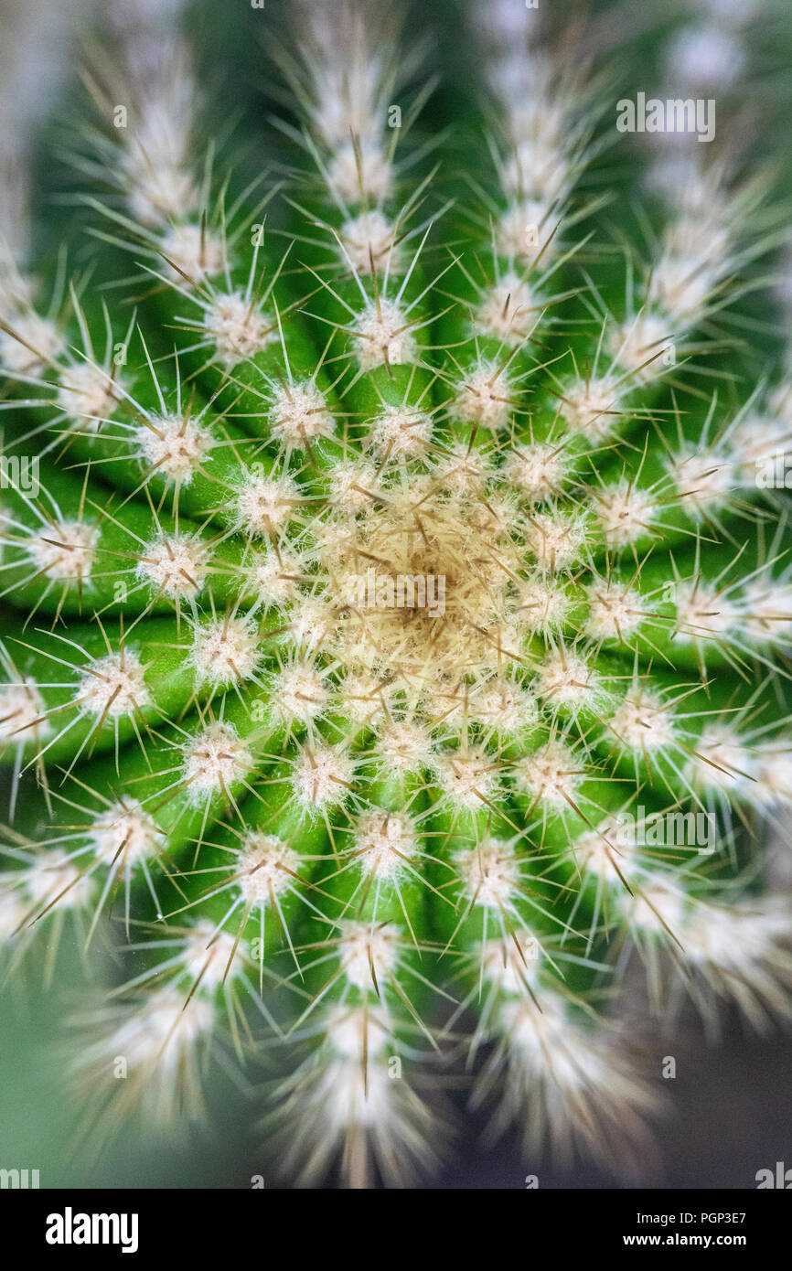 Cactus detail, top of cactus, close-up Stock Photo