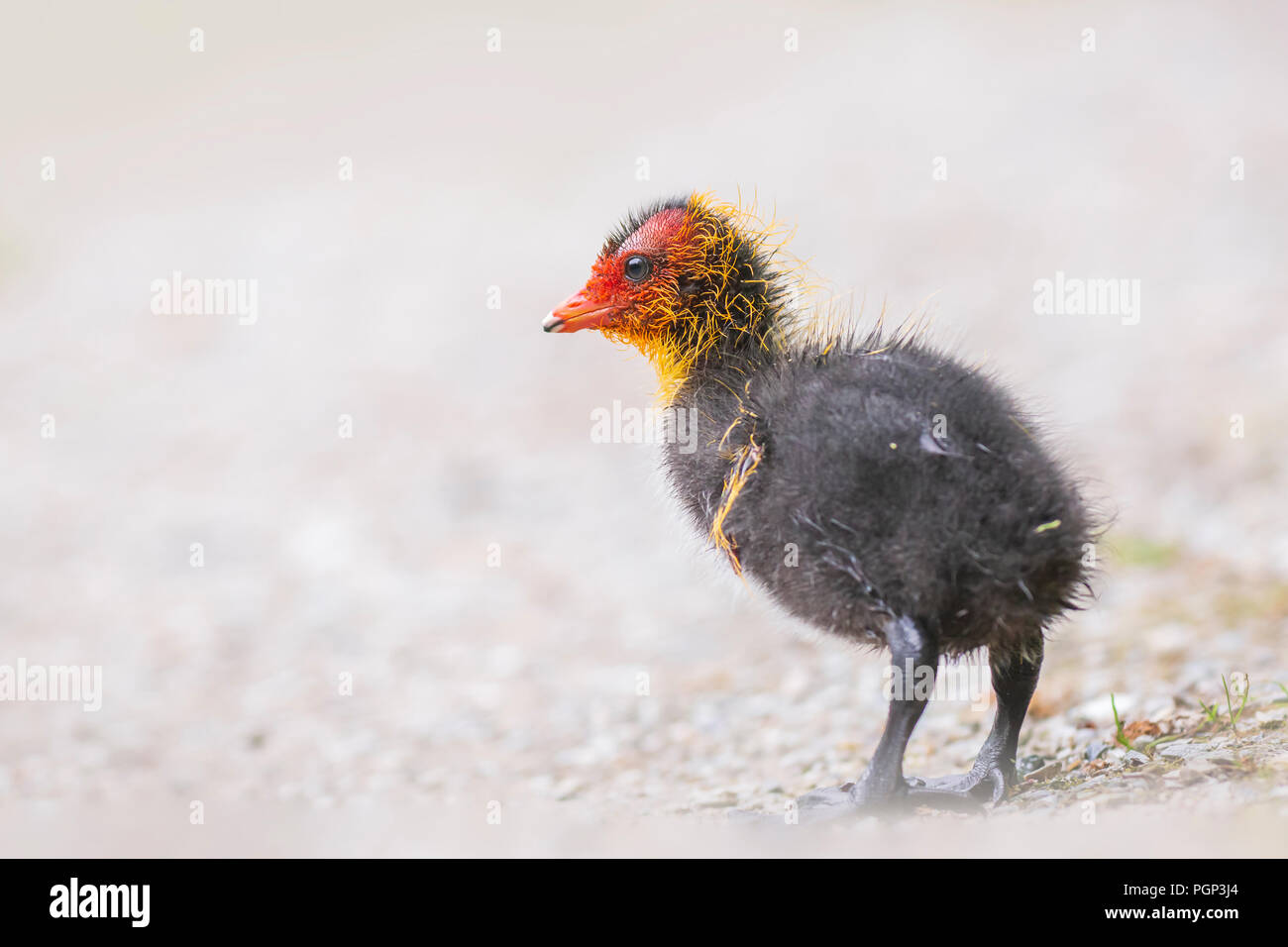 Eurasian coot, Fulica atra, chick walking. Low point of view Stock Photo