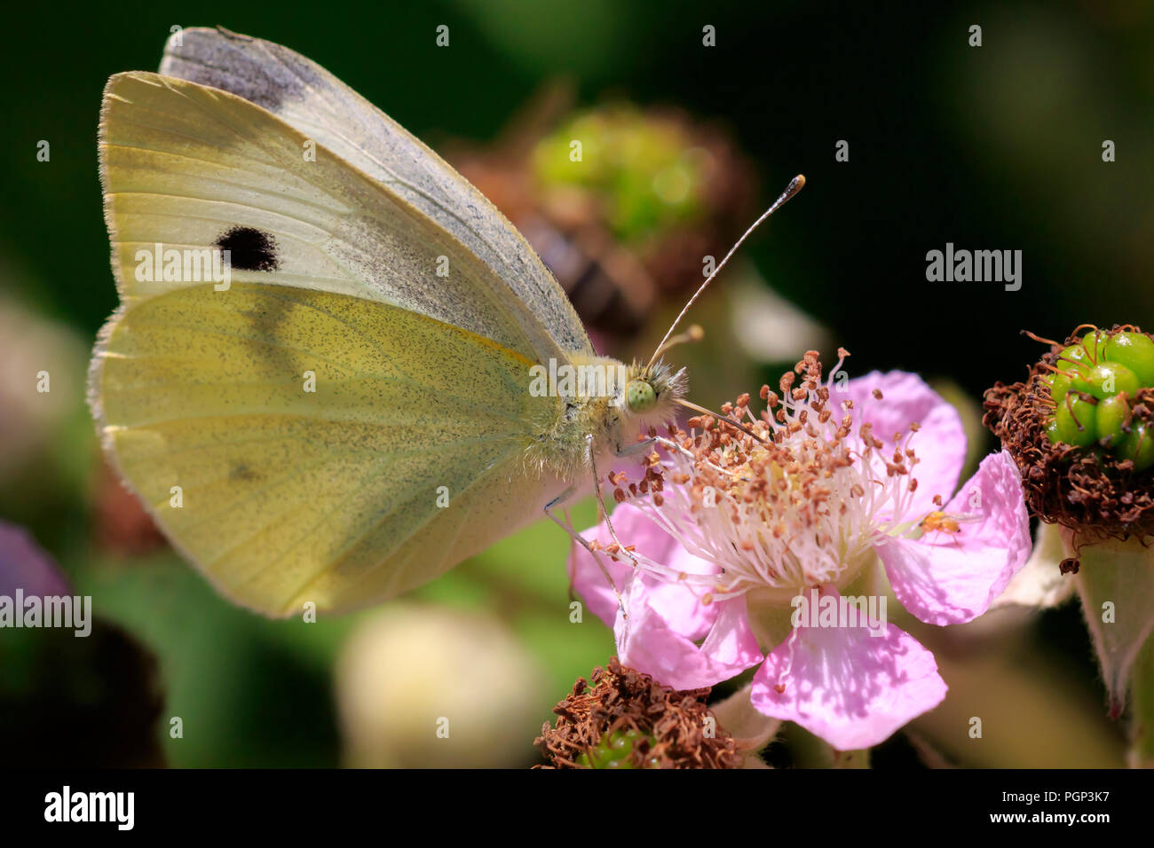 Closeup side view of a Pieris brassicae, the large white or cabbage