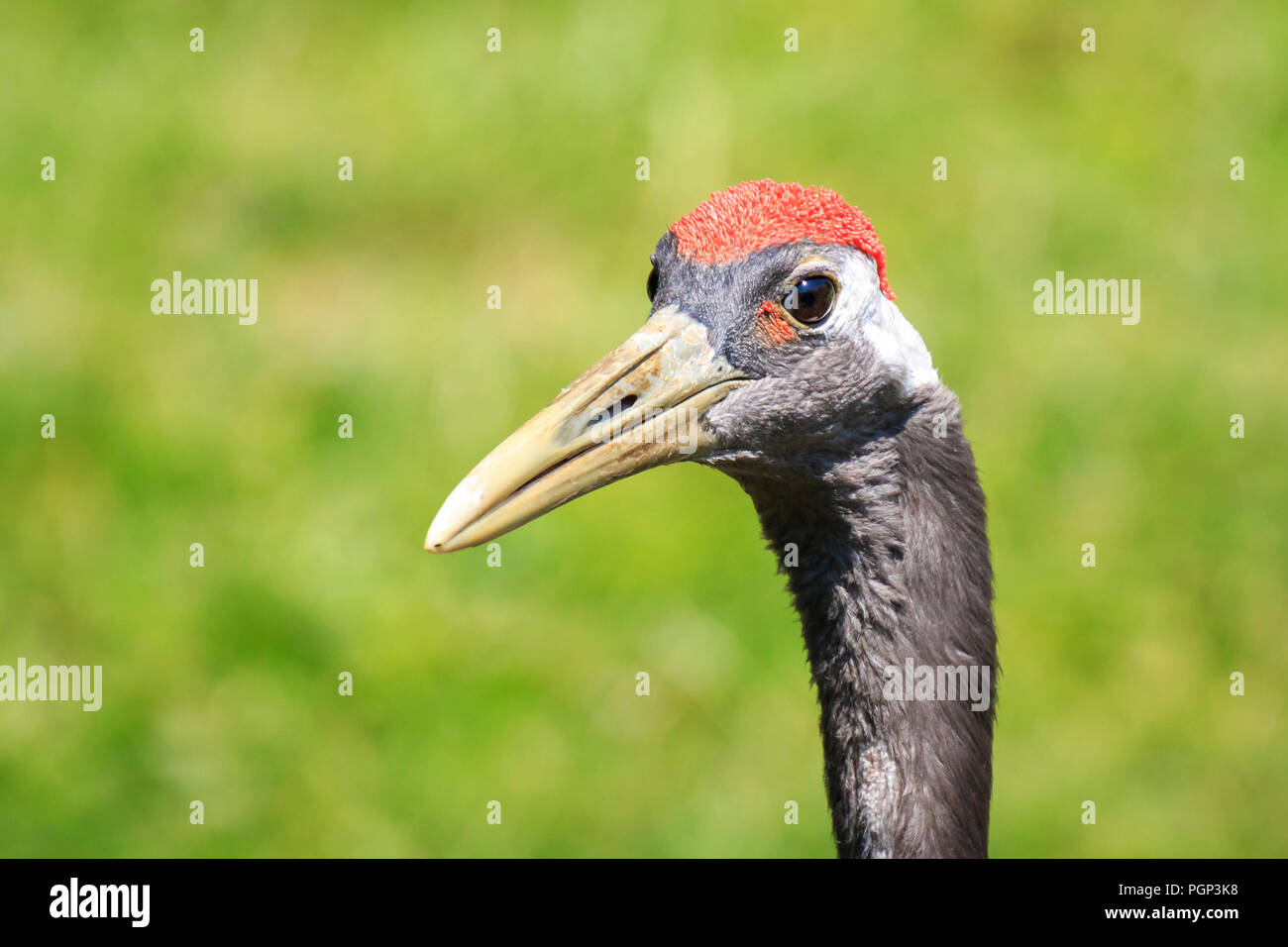 Closeup of a red-crowned crane (Grus japonensis) alias Manchurian crane or Japanese crane bird foraging in water and a grass meadow on  sunny day. Stock Photo