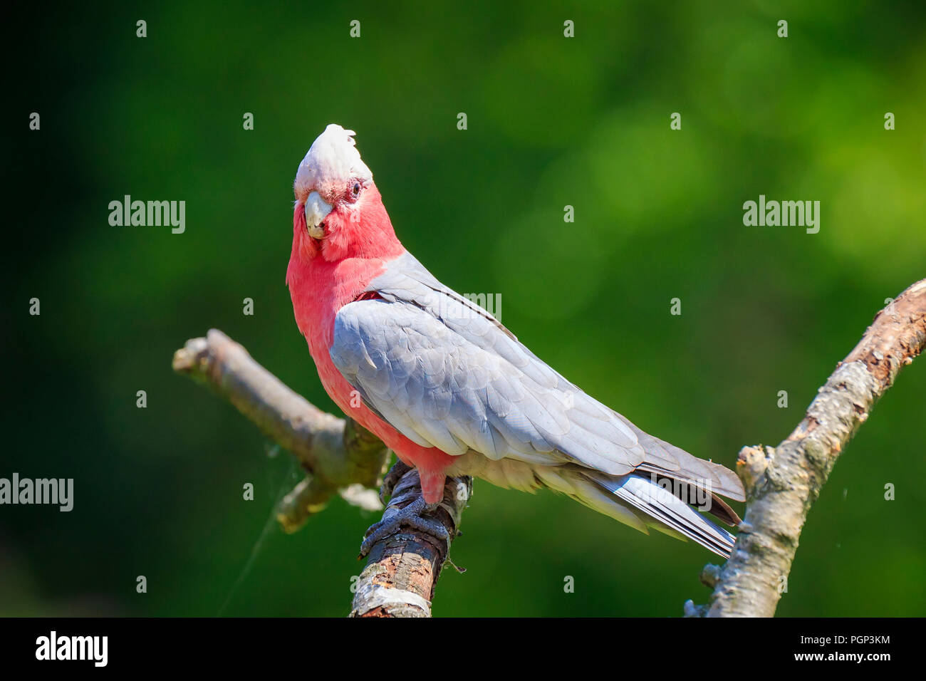 Australian rose breasted cockatoo hires stock photography and images