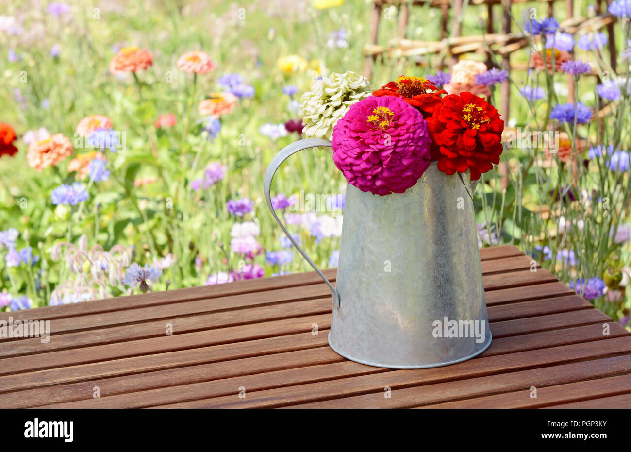 Pink and red zinnias arranged in a rustic metal pitcher, standing on a wooden table with blooming flowers beyond Stock Photo