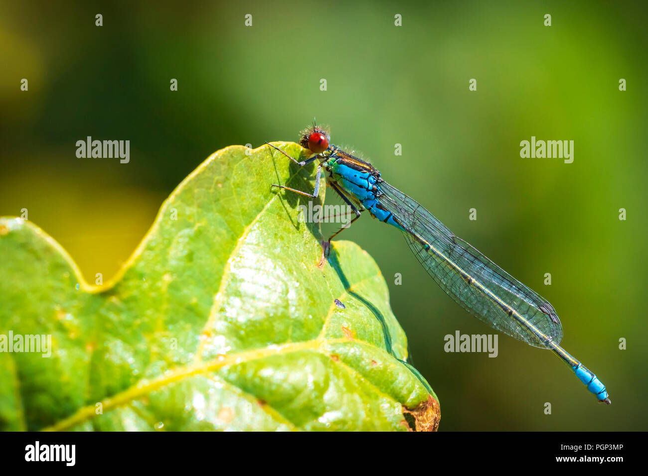 Closeup of a small red-eyed damselfly Erythromma viridulum perched in a forest. A blue specie with red eyes. Stock Photo