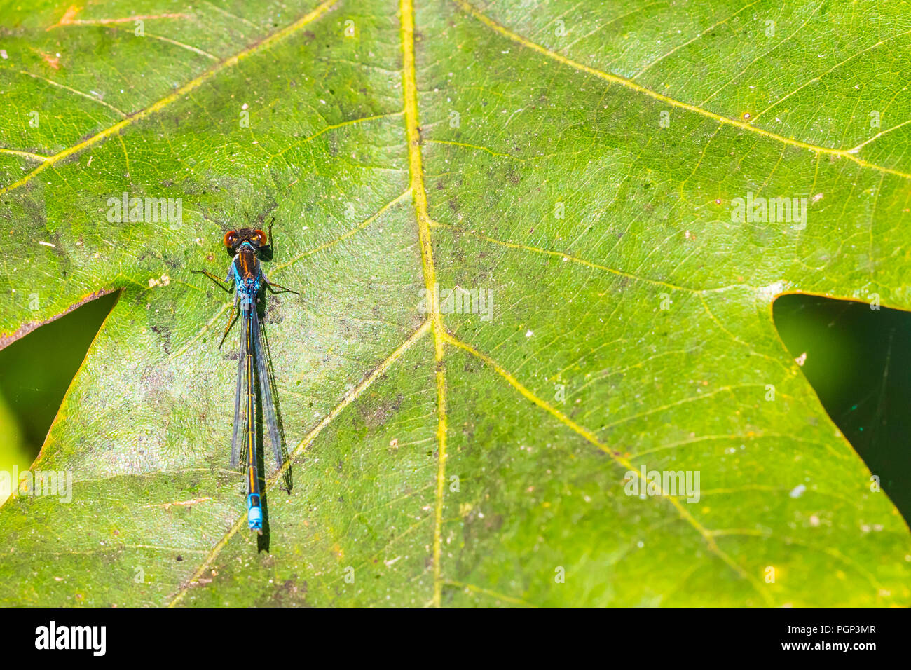 Closeup of a small red-eyed damselfly Erythromma viridulum perched in a forest. A blue specie with red eyes. Stock Photo