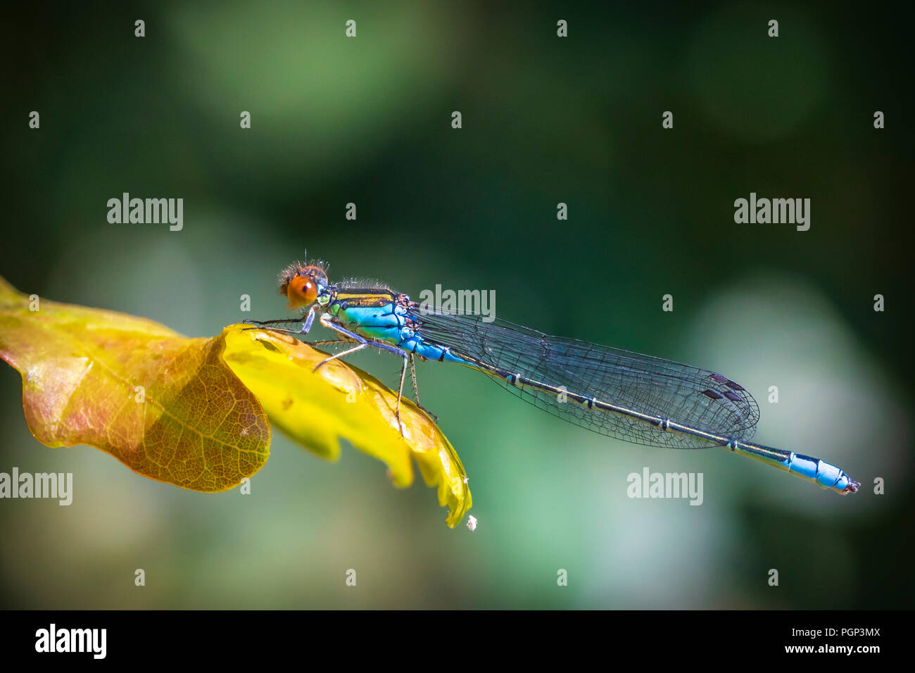 Closeup of a small red-eyed damselfly Erythromma viridulum perched in a forest. A blue specie with red eyes. Stock Photo