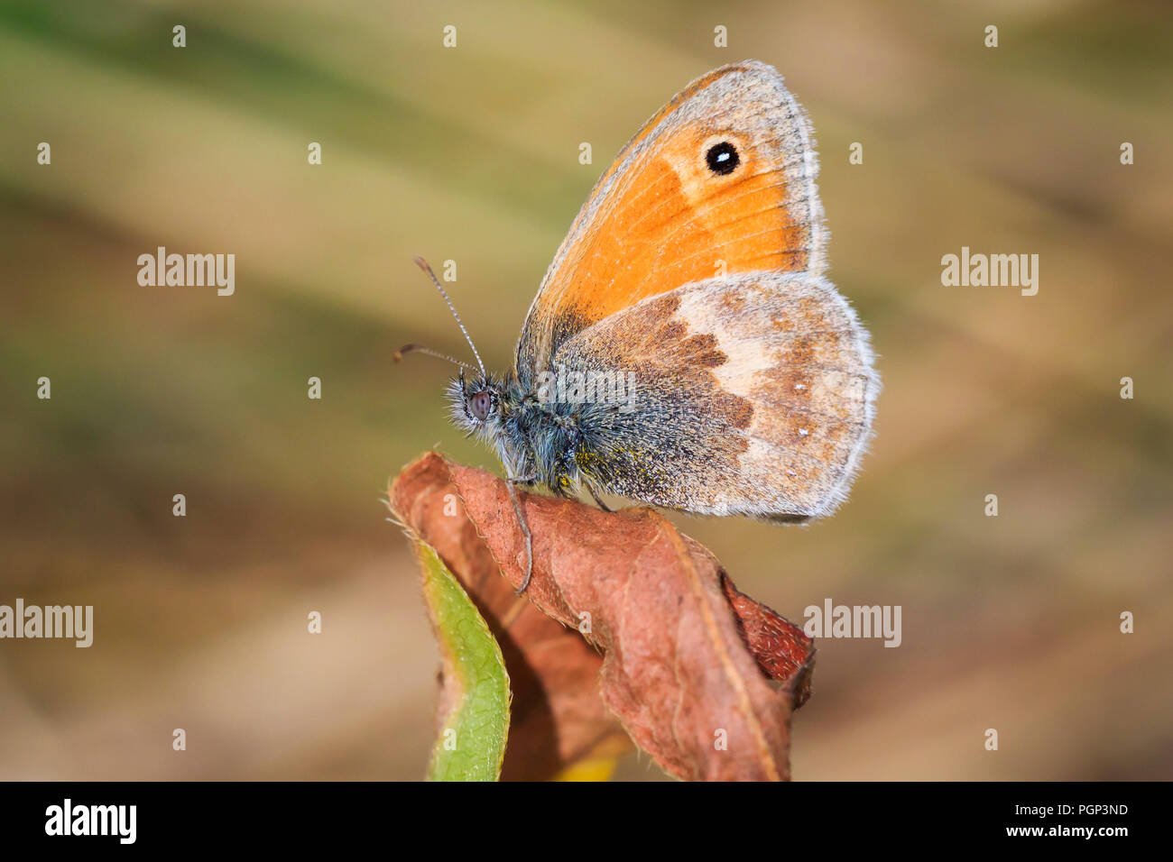 Closeup of a small heath butterfly Coenonympha pamphilus resting in sunlight on a yellow flower with wings closed Stock Photo