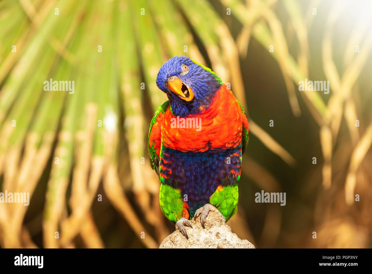 Closeup of a perched rainbow lorikeet (Trichoglossus moluccanus) or rainbow lory parrot. A vibrant colored bird native to Australia. Stock Photo