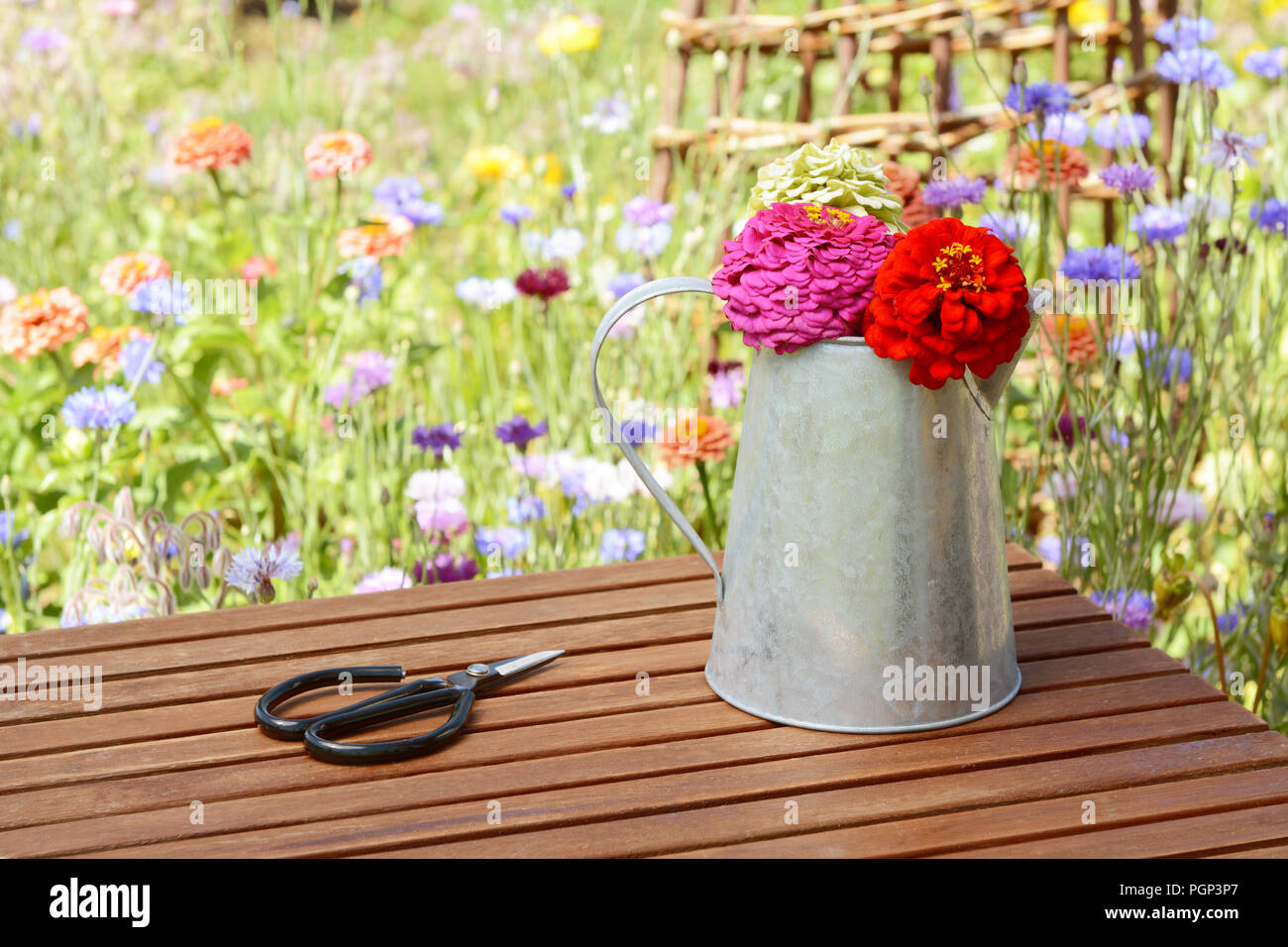 Florist scissors lie next to a rustic metal jug holding freshly cut zinnia blooms in a summer flower garden Stock Photo