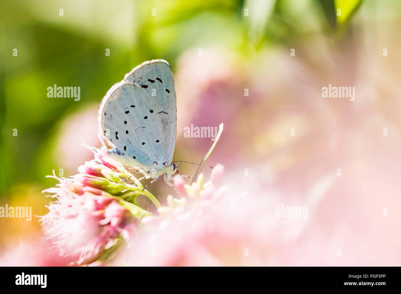 A holly blue (Celastrina argiolus) butterfly pollinating. The holly blue has pale silver-blue wings spotted with pale ivory dots. Stock Photo