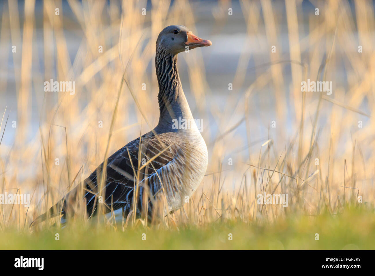 Greylag goose (Anser anser) resting in a meadow enjoying the warm sunlight during Springtime Stock Photo