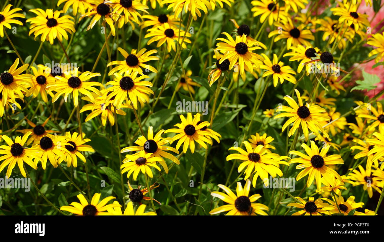 Magical garden trail hires stock photography and images Alamy