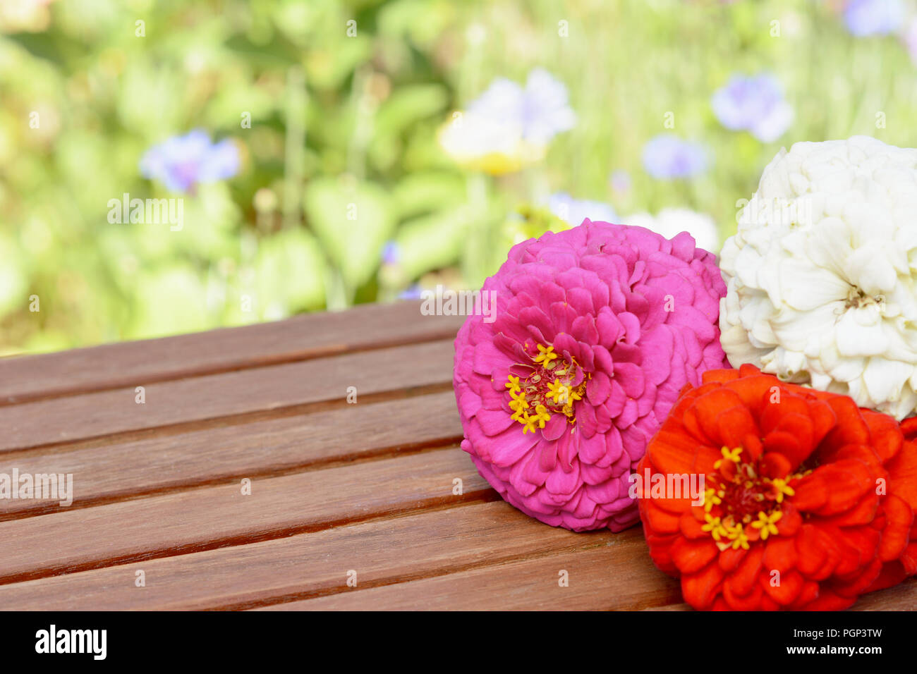 Pink, white and red zinnia flowers in close-up with copy space on a wooden table, outside in a summer garden Stock Photo