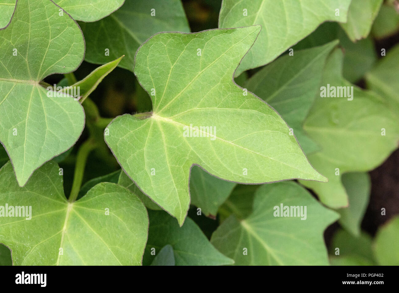 Sweet potato leaf Stock Photo Alamy