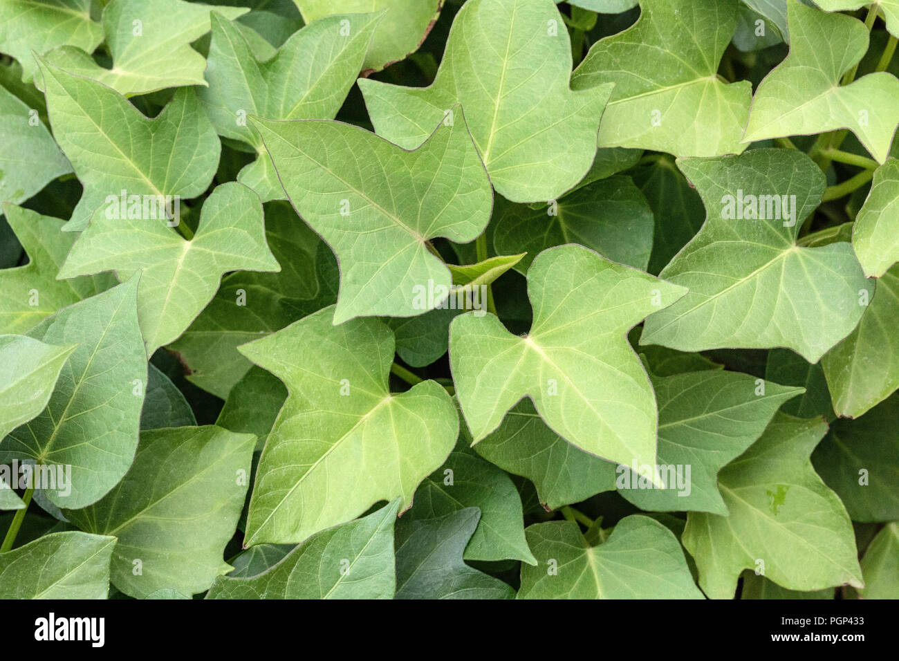 Sweet potato leaf Stock Photo