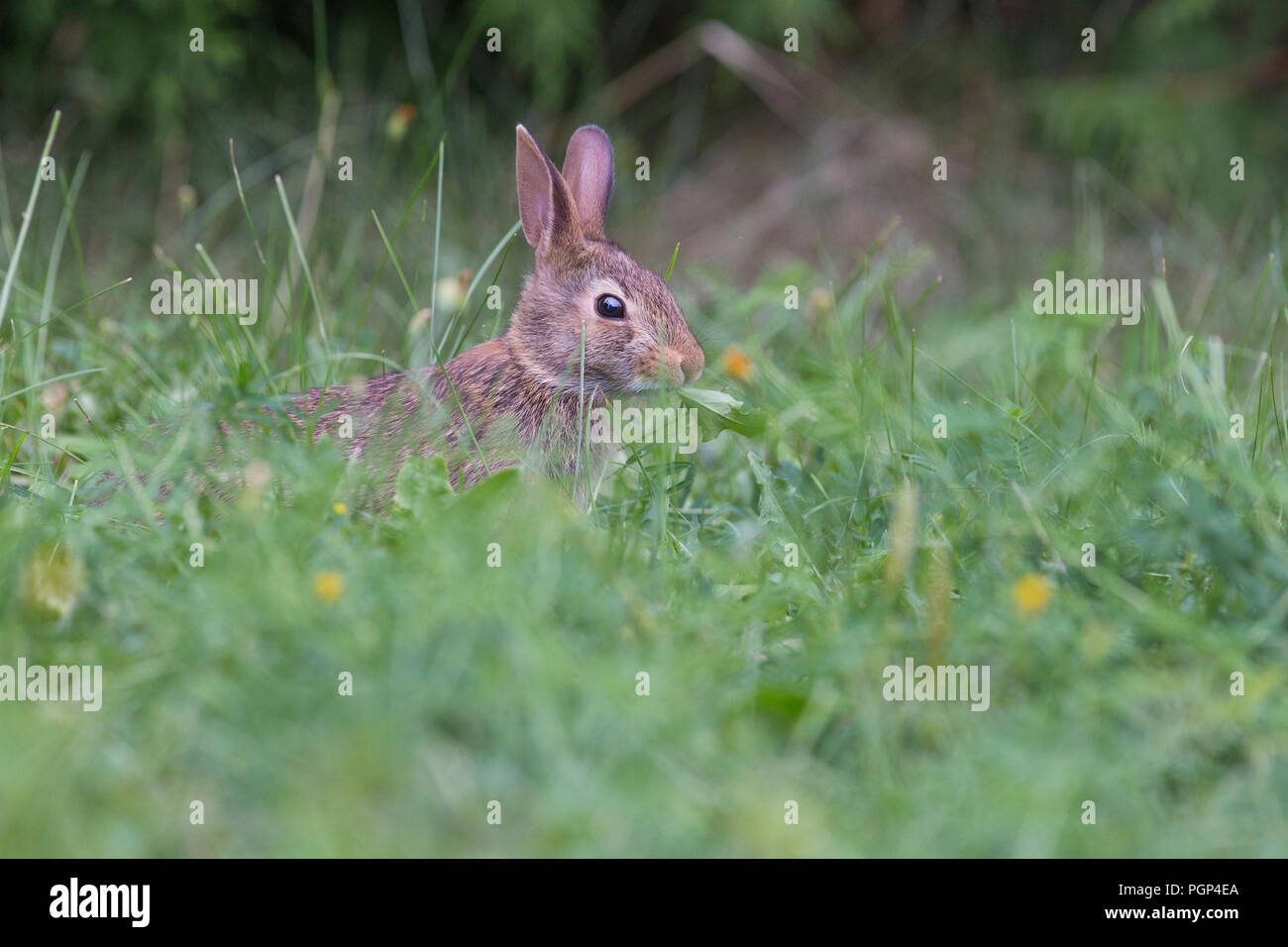 Baby eastern cottontail bunny (Sylvilagus floridanus) feeding Stock