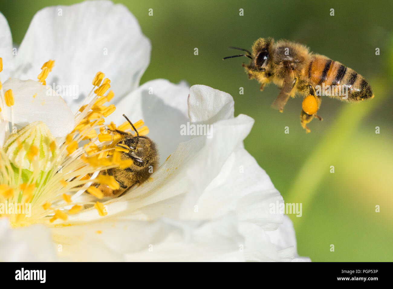 bees in poppy flower Stock Photo Alamy