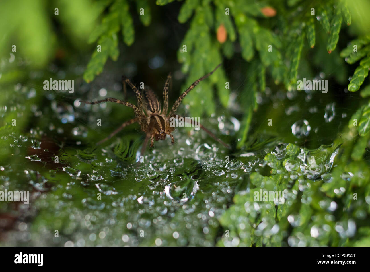Funnel Weaver Spider Stock Photo