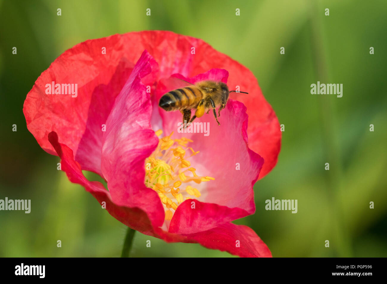bees in poppy flower Stock Photo Alamy