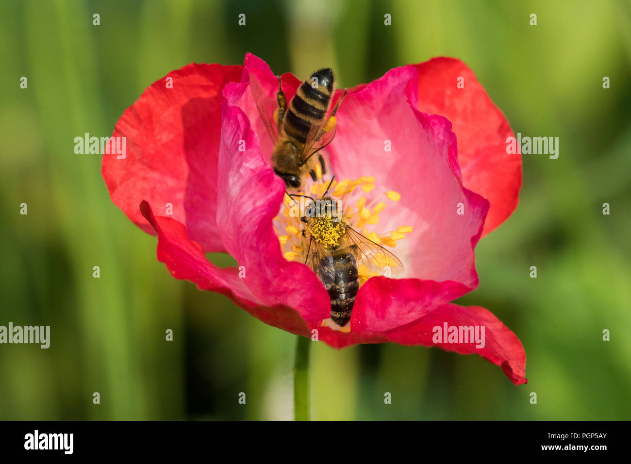 Many flowers bees collect nectar hi-res stock photography and images ...